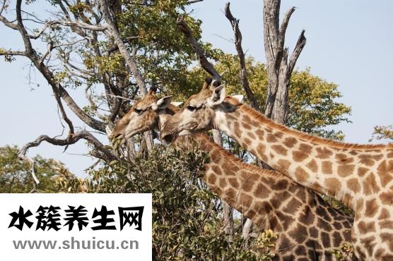 野生斑鸠能吃吗
