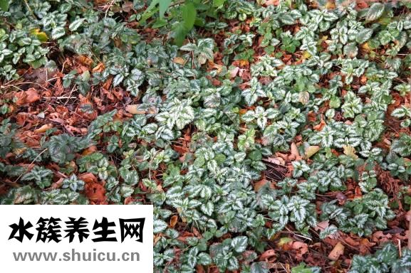 松果体囊肿