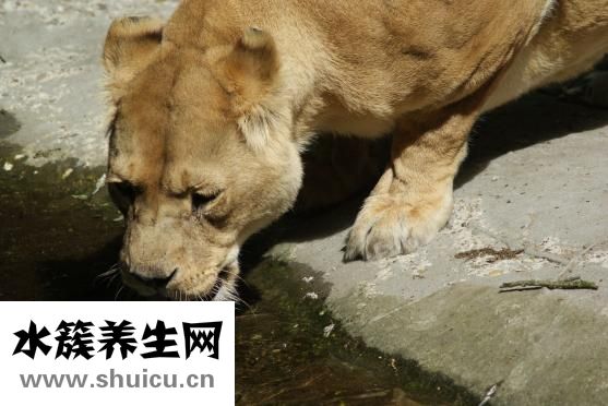 舌头干是怎么回事