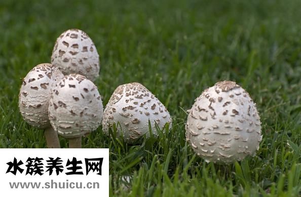 孕妇能吃茄子吗