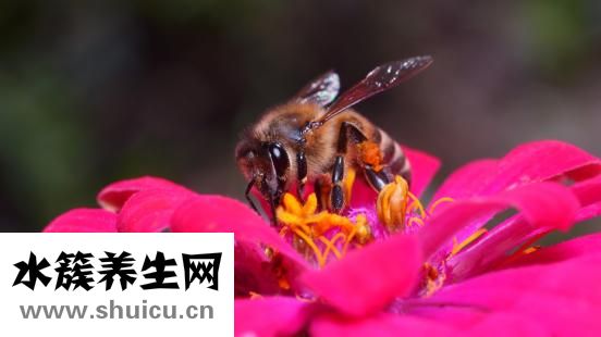 野格怎么喝
