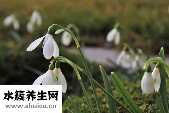 雪莲果的功效和作用