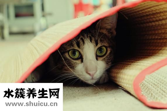 眼睛突然肿了怎么办