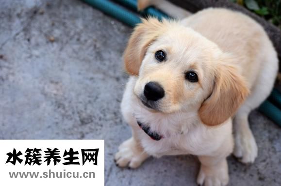 湿诊怎么治