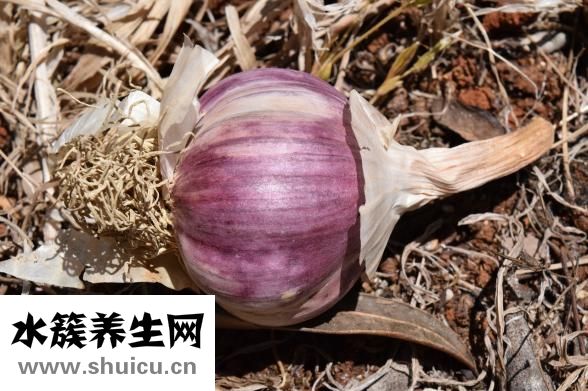 高血压能吃大蒜吗