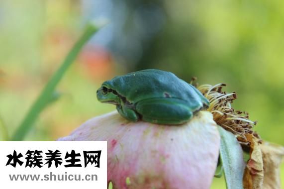 野格怎么喝