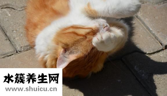 谷氨酸脱羧酶抗体