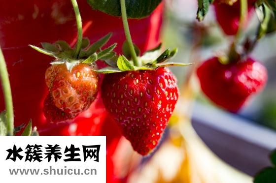 草莓放冰箱