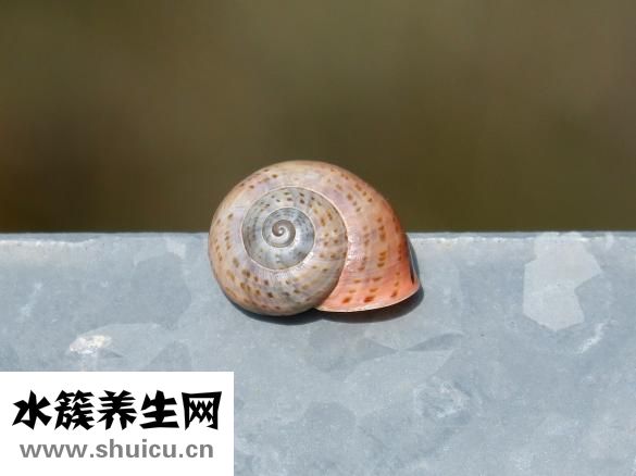 幽门螺旋杆菌饮食