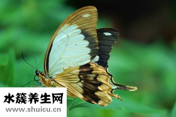 生物除皱针