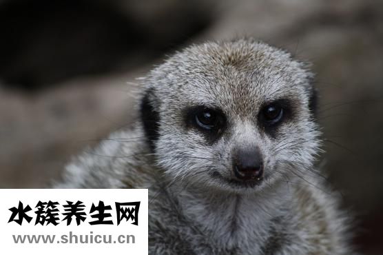 猪瘟传染人吗
