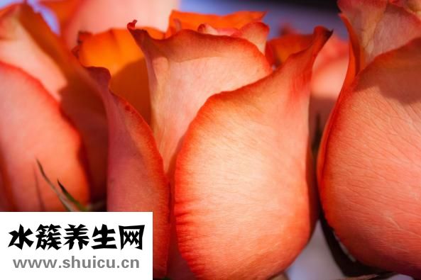 鱼露的正确用法
