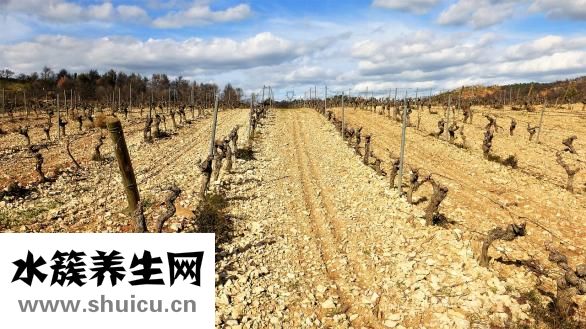 无根滕的功效