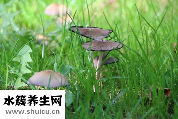 真菌性毛囊炎