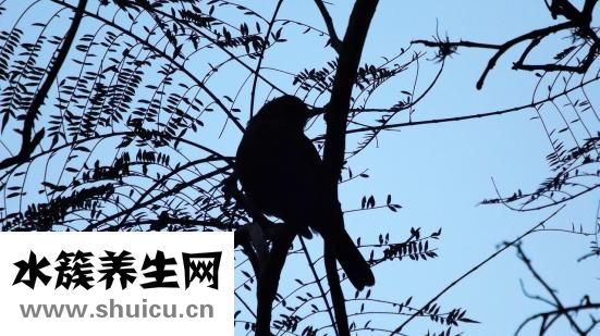 造血干细胞捐献