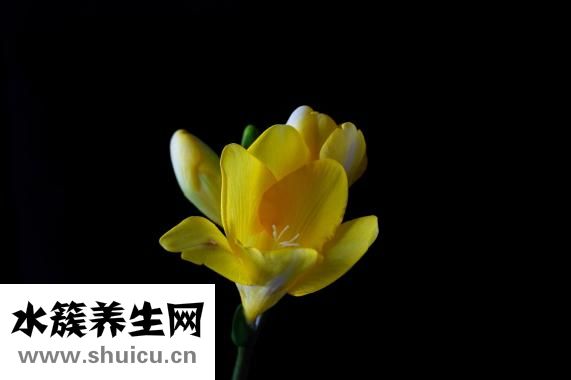 鱼露的正确用法