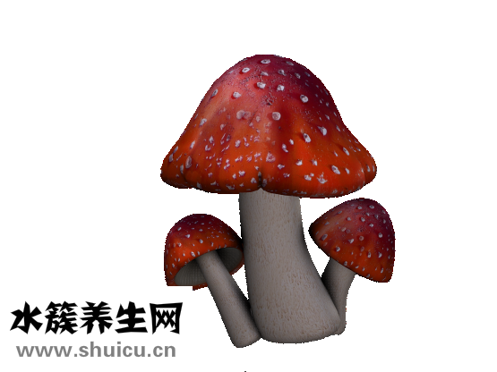 木耳的吃法