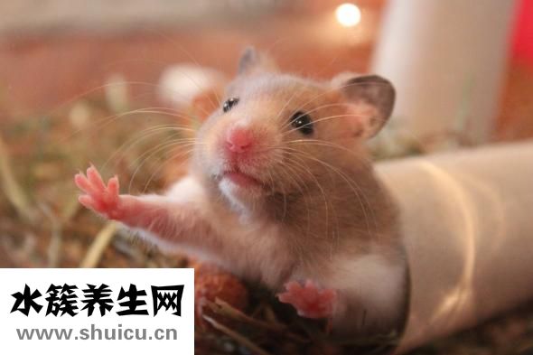 油炸仓鼠视频