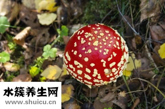 木耳的吃法