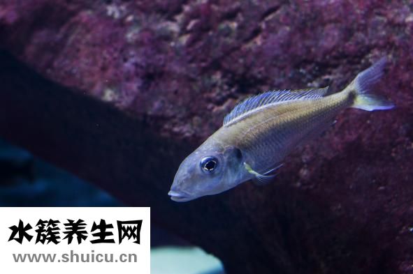 有伤口能吃鱼吗