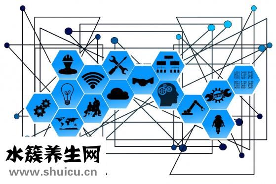 车厘子苗价格表