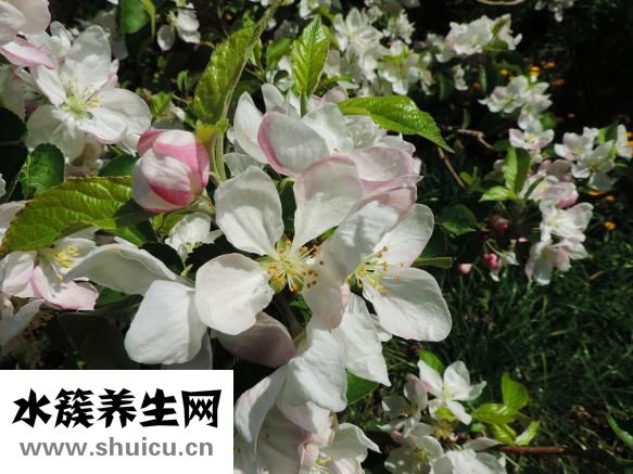 糖化白蛋白