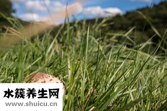 雪莲果减肥