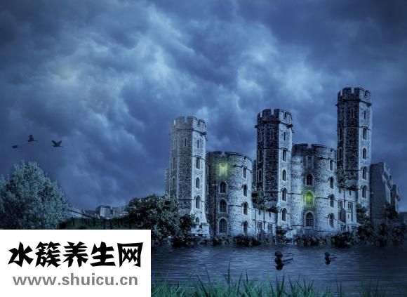 酸奶紫米露