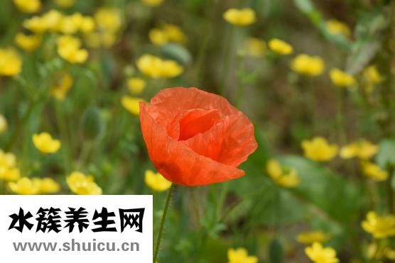 胰腺炎用药