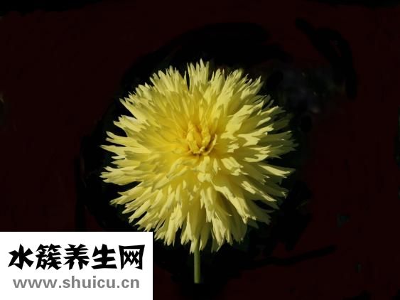 阴囊上长疙瘩图片