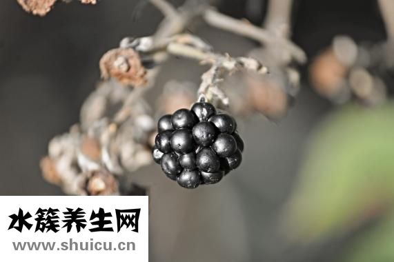 深海鱼肝油