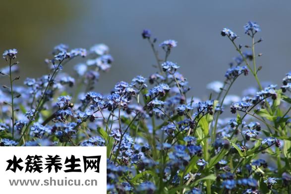 血清和血浆