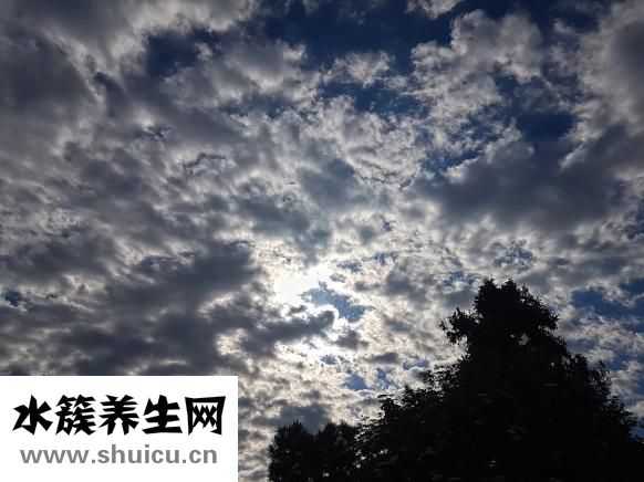 雪上一枝蒿