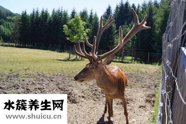 硬度不够怎么调理