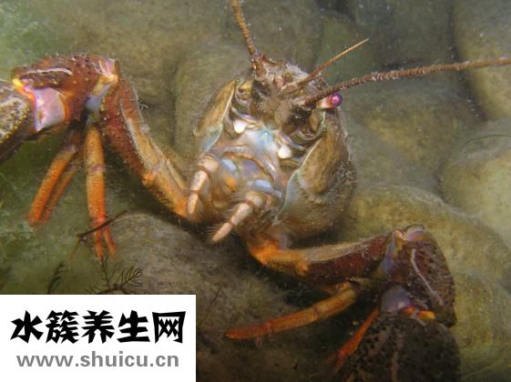 蒜汁怎么调好吃