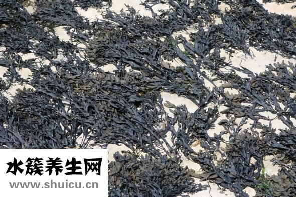 自制海藻粉