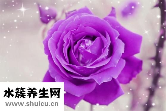 西兰花能放多久