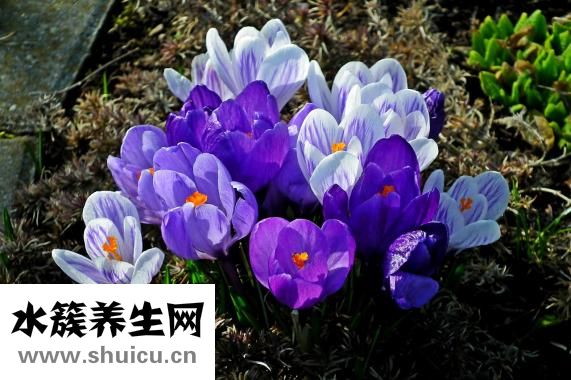 牙龈卟啉单胞菌