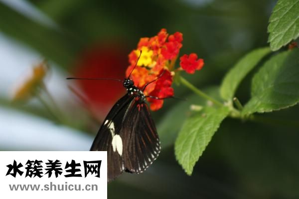 身上出现白点