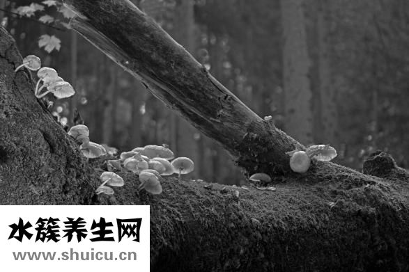 食物的营养