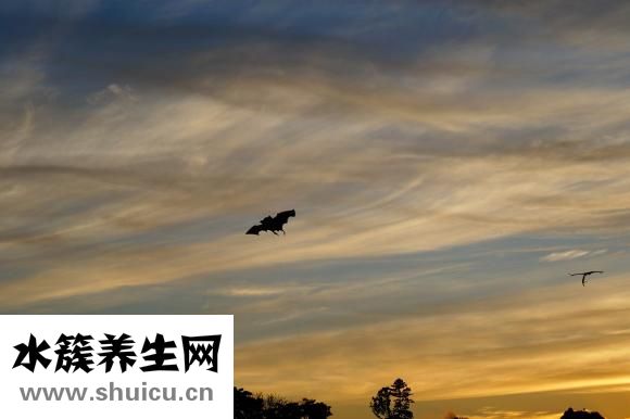 香蕉烂了能吃吗