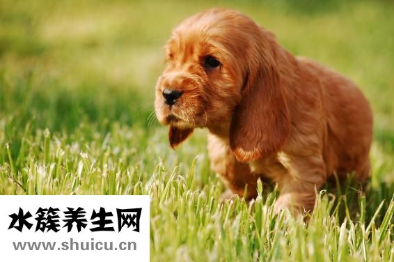 疥疮怎么得上的