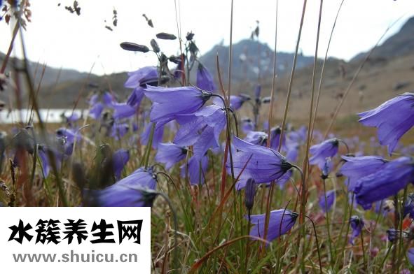 怀孕四个月肚子多大