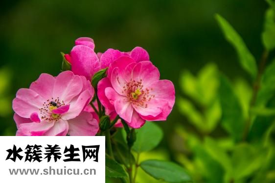 蛇酒能壮阳吗