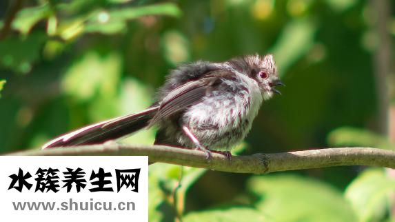 神经性头痛