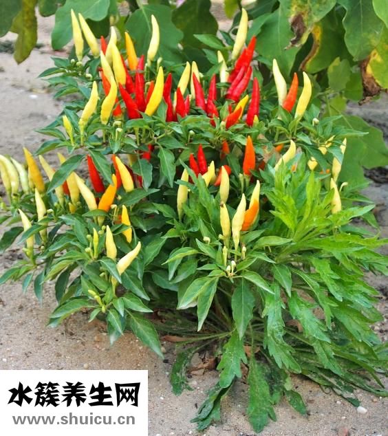 酸辣凤爪的做法