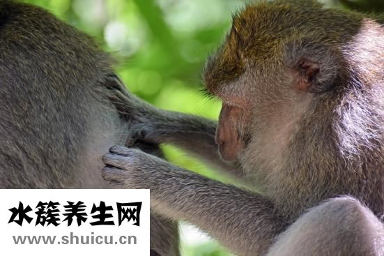 长虱子的原因