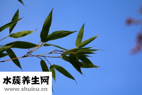 春季祛湿汤