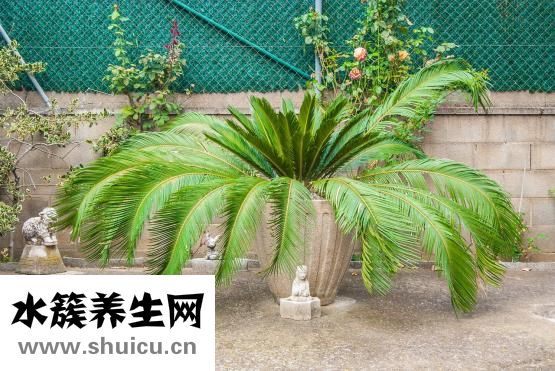 西洋参上火还是降火