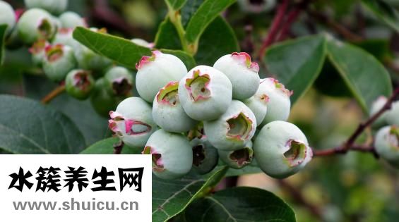 怀孕能吃蒜吗